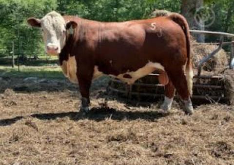 35 Purebred Hereford, Santa Gertrudis - Bulls