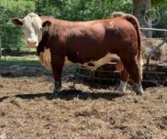 35 Purebred Hereford, Santa Gertrudis - Bulls - 1/1
