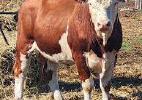 18 Purebred Angus - Bulls
