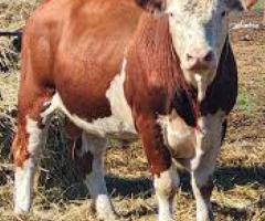 18 Purebred Angus - Bulls