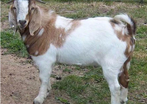 Male Goats for Sale.
