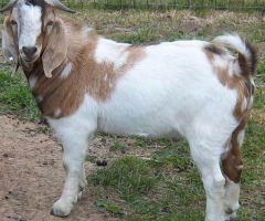 Male Goats for Sale.