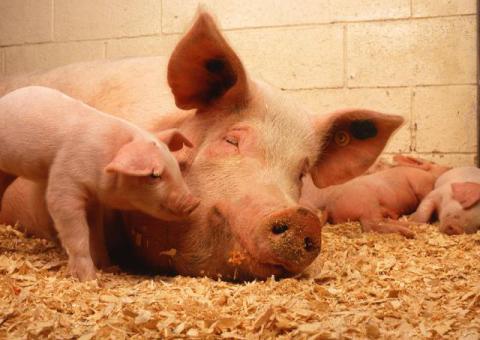 Pig and Piglet Farm