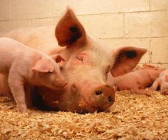 Pig and Piglet Farm