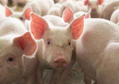 Pig  Farm