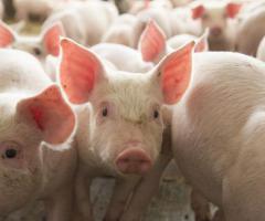 Pig  Farm